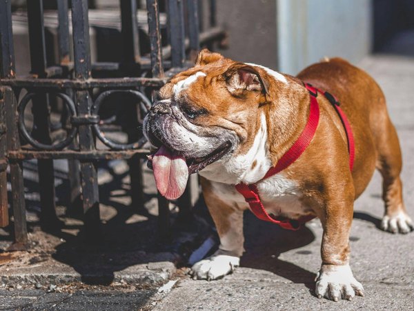 Welches Futter ist das beste für eine Französische Bulldogge mit empfindlichem Magen?